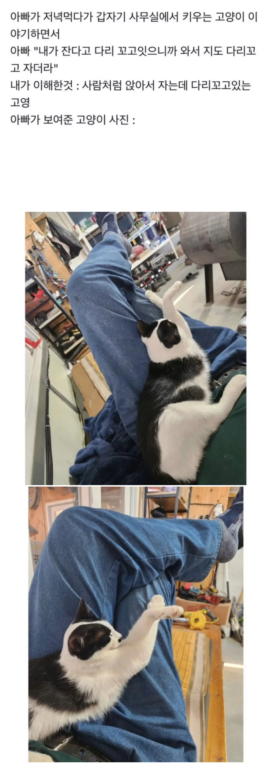 아빠 사무실에서 키우는 고양이 | 인스티즈