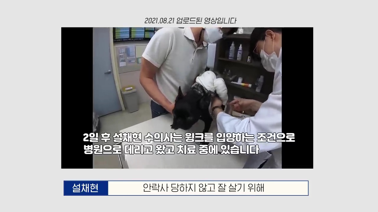 교통사고난 유기견 입양한 설채현 수의사 그리고 윙크 근황😉 | 인스티즈