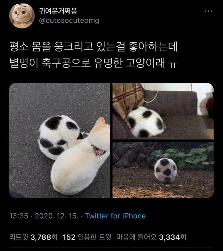 고양이가 귀여워서 지구를 구햇다는건가요? 례... | 인스티즈