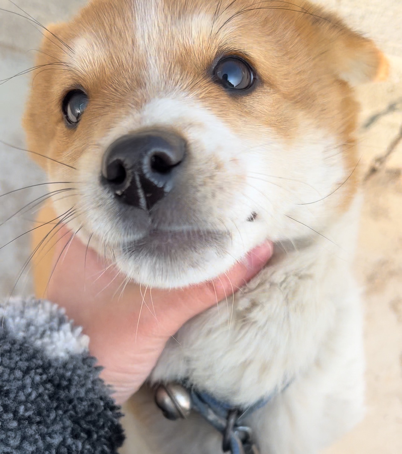 할머니집 시골개 산책시켜주고 왓다내요 | 인스티즈