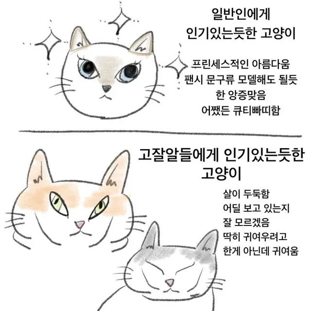고잘알들이 좋아하는 고양이 사진 | 인스티즈