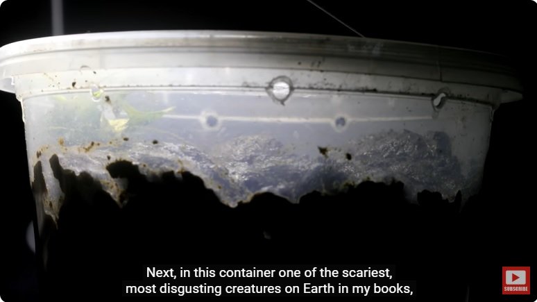 거대한 수조에 열대우림 환경을 조성해놓으면 생기는 일 - 2 | 인스티즈