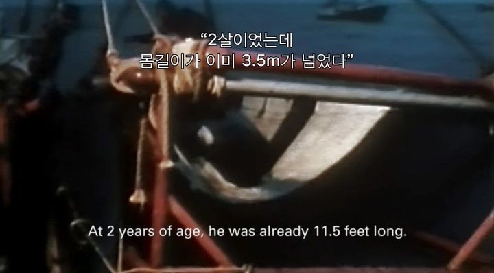 어느날 소방서에 고래가 조련사를 잡아 먹었다는 신고가 들어왔다 .jpg (스압주의) | 인스티즈