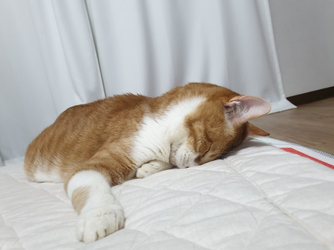 집사들이 은근히 좋아하는 고앵이 자세.jpg | 인스티즈