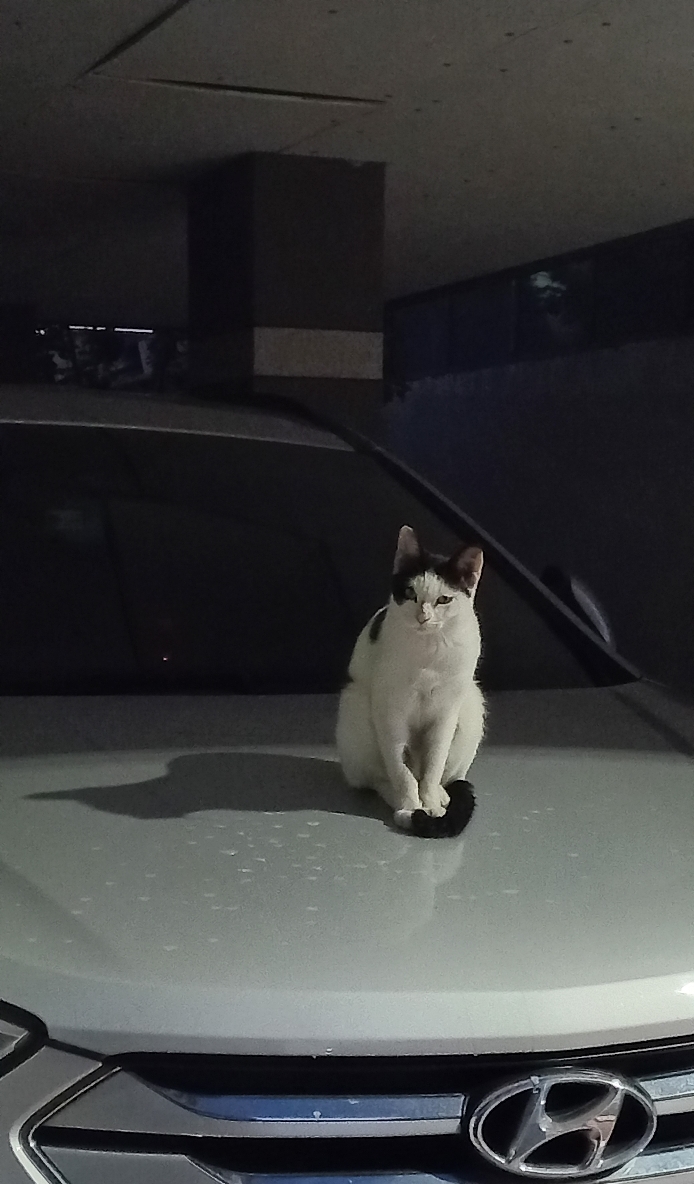 길에서 고양이 보면 사진을 안 찍고는 지나갈 수 없는 병에 걸림 😚🐈‍⬛🐈 | 인스티즈