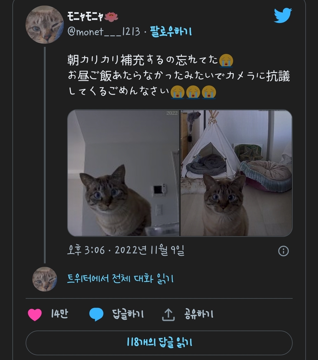 집사가 사료 보충하는 거 깜빡하고 출근해서 펫카메라에 항의하는 고양이.jpg | 인스티즈