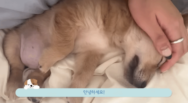 유기견 입양 브이로그 🐶 너무 귀여워 .jpg | 인스티즈