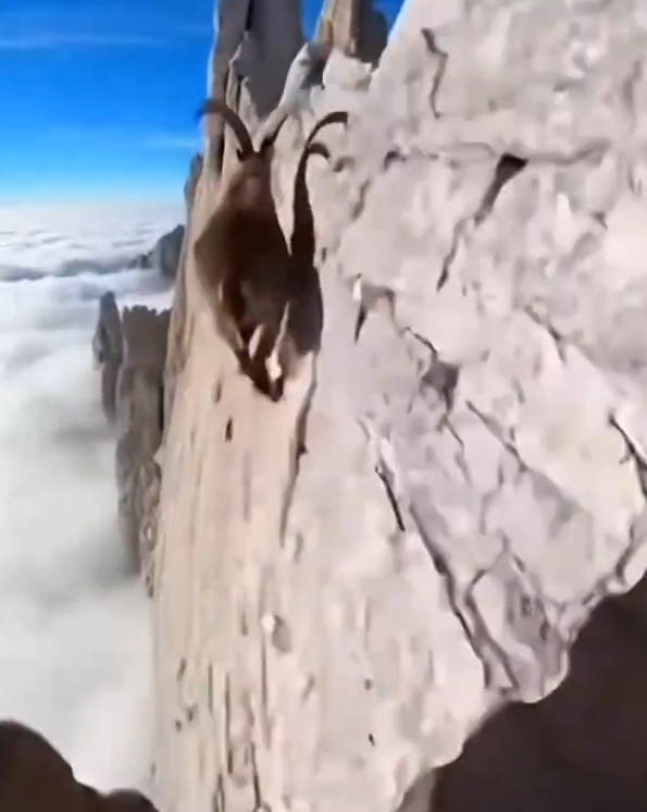 다음생에 산양으로 태어난다면 1인칭 시점 | 인스티즈