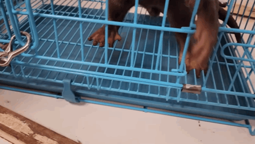 지옥이 다름없는 충격적인 일본 수달 카페.. | 인스티즈