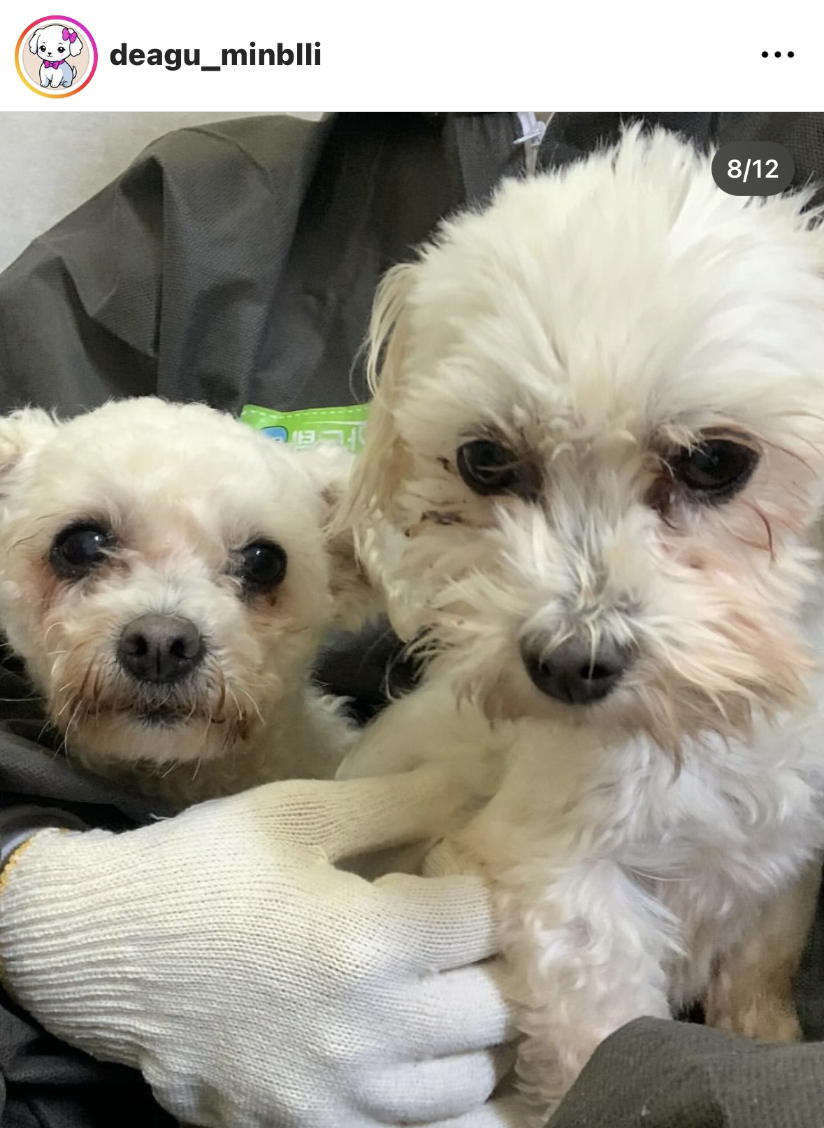 사람을 이렇게나 좋아하는데.. 곧 안락사된대요.... | 인스티즈