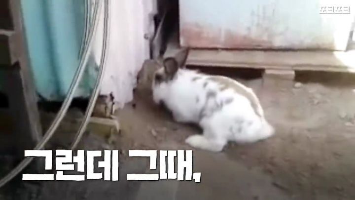 창고밑에 갇힌 고양이를 구하려는 토끼 | 인스티즈
