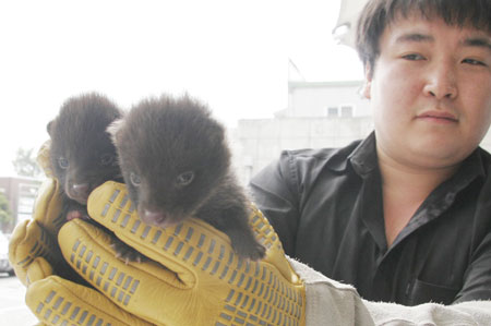 시골 어르신들너구리를 어미잃은 강아지로 알수밖에 없는 비쥬얼 | 인스티즈