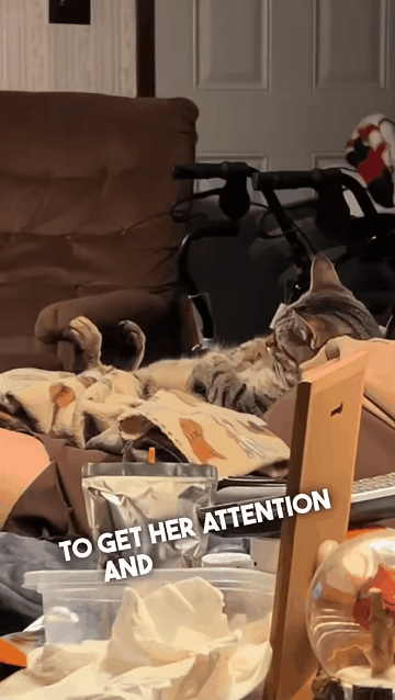 쇼파에서 티비보는 고양이 불러봄 | 인스티즈