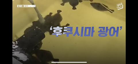 방사능 오염수에서 자란 맛 좋은 일본 광어 | 인스티즈