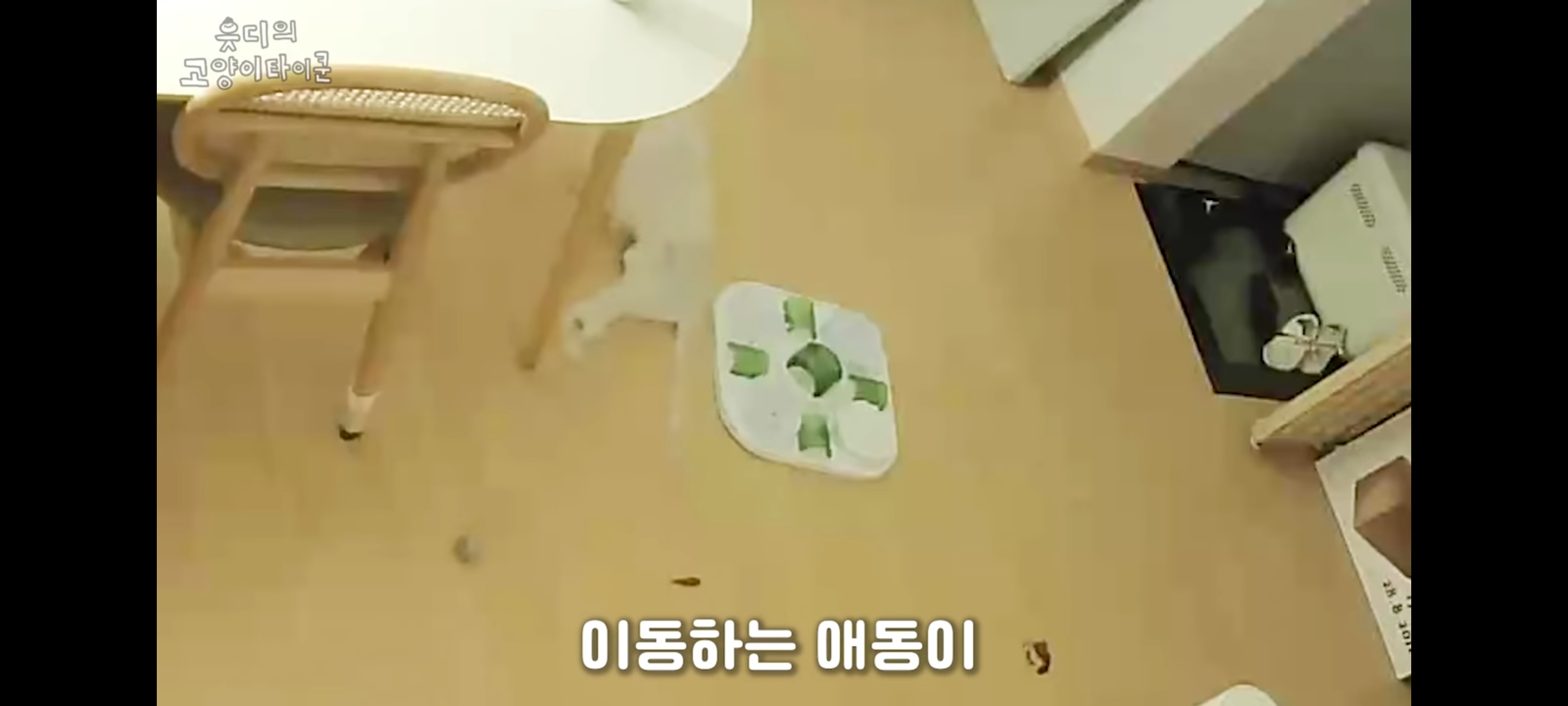 cctv보고 오열😭 응가실수하고 혼자 치우려는 고양이 | 인스티즈