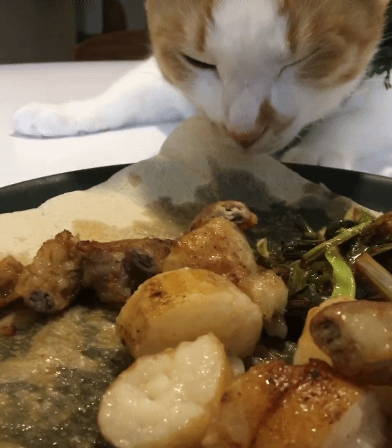 한우곱창이 너무 먹고싶었던 고양이.gif | 인스티즈