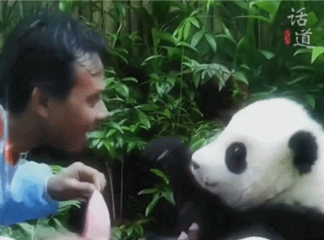 사랑받던 말레이시아 판다, 중국 반환 후 모습...jpggif | 인스티즈