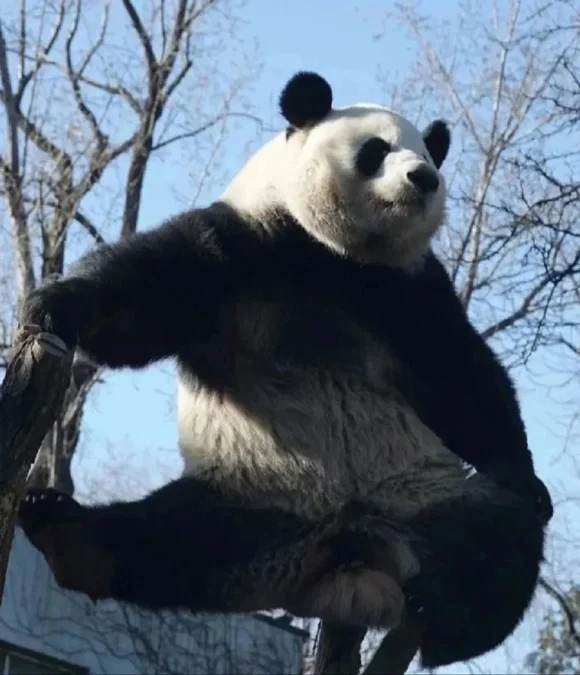 신기하게 국적(?)이 보이는 판다들 | 인스티즈