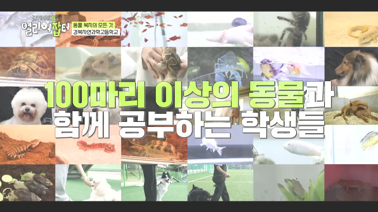반려동물 키우는 사람들한테 도파민 터지게 만들었다는 한 고등학교 | 인스티즈