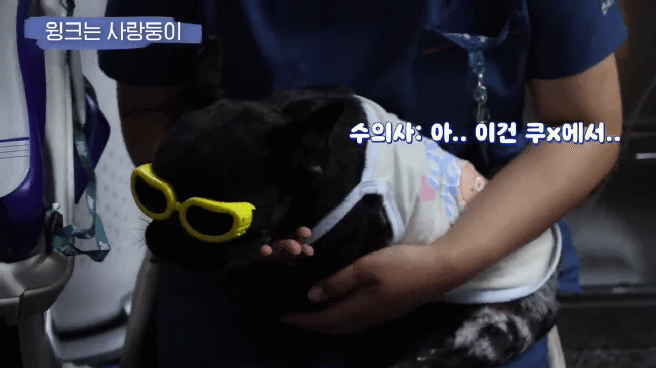 교통사고난 유기견 입양한 설채현 수의사 그리고 윙크 근황😉 | 인스티즈