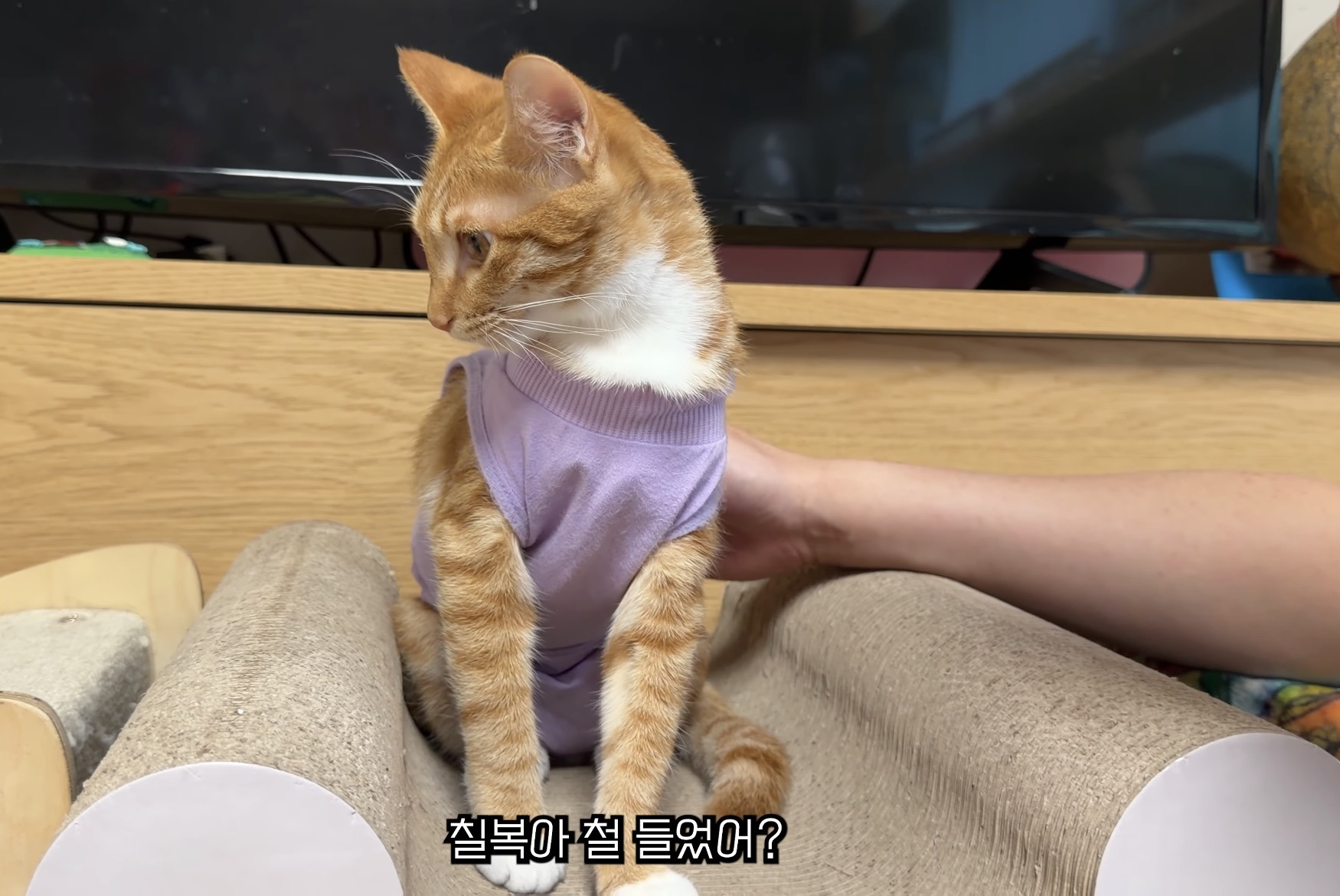 중성화 후 얌전해진 언더월드 칠복이 | 인스티즈