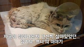 [똥괭이네] 이젠 간식 달라고 머리쿵 애교도 하는 쁘니 | 인스티즈