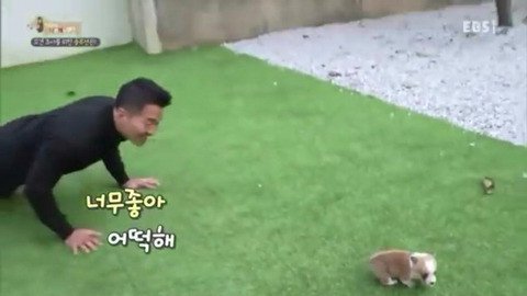 강아지가 너무 쪼끄매서 계단을 사줌.gif | 인스티즈