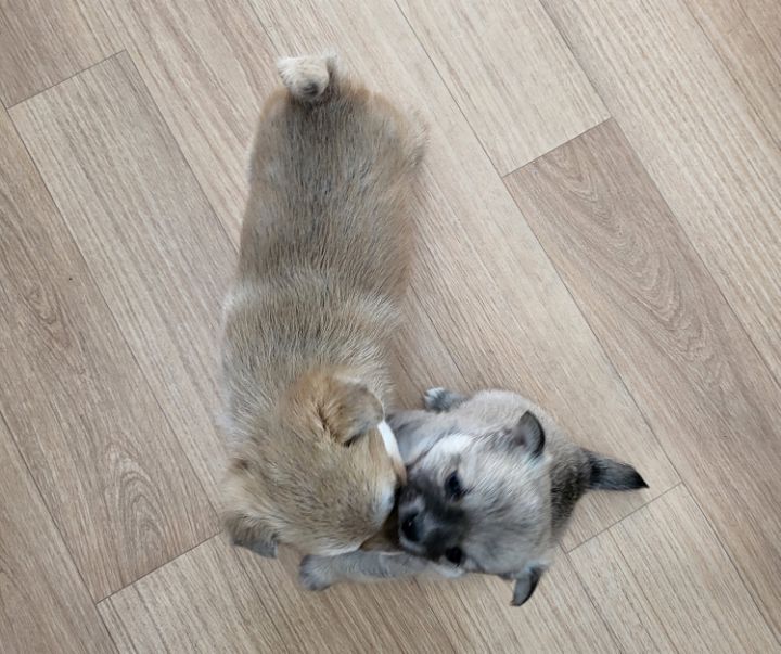 (공지라니... ++추가)새로생긴 회사 복지.. 미쳐서 도저히 일을 못하겠네.. (추가....)++추가 | 인스티즈