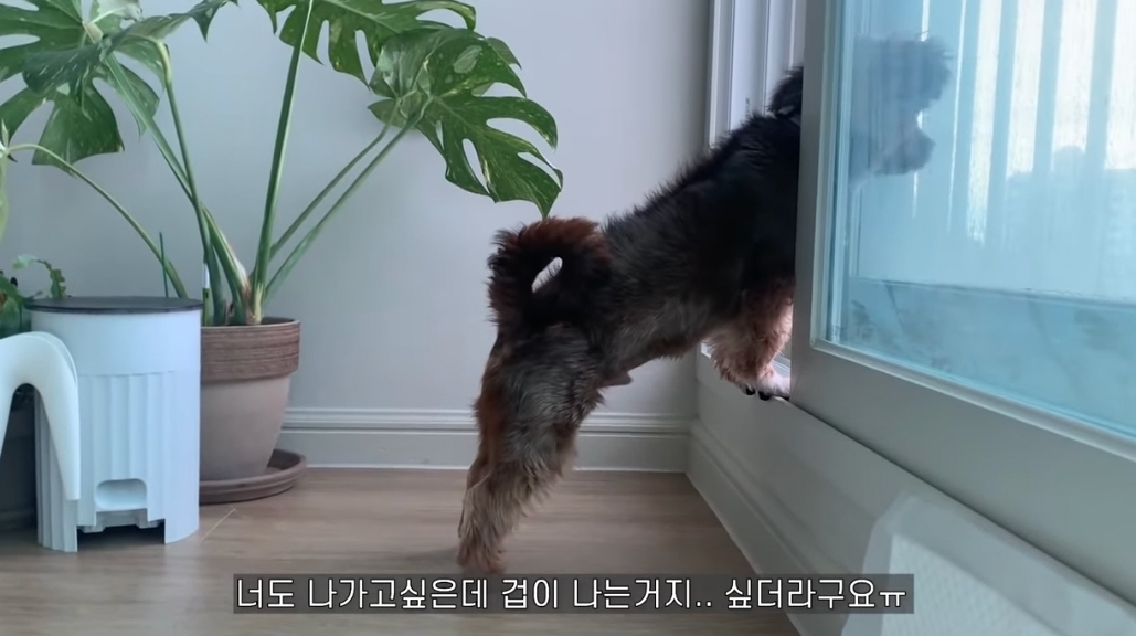 유기견 입양전후 변화. 겁많은 강아지의 100일간 브이로그 | 인스티즈