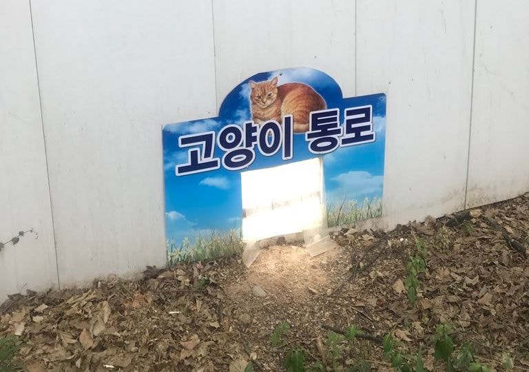 공사장에 고양이가 돌아다녀서 화가난 아저씨들 | 인스티즈