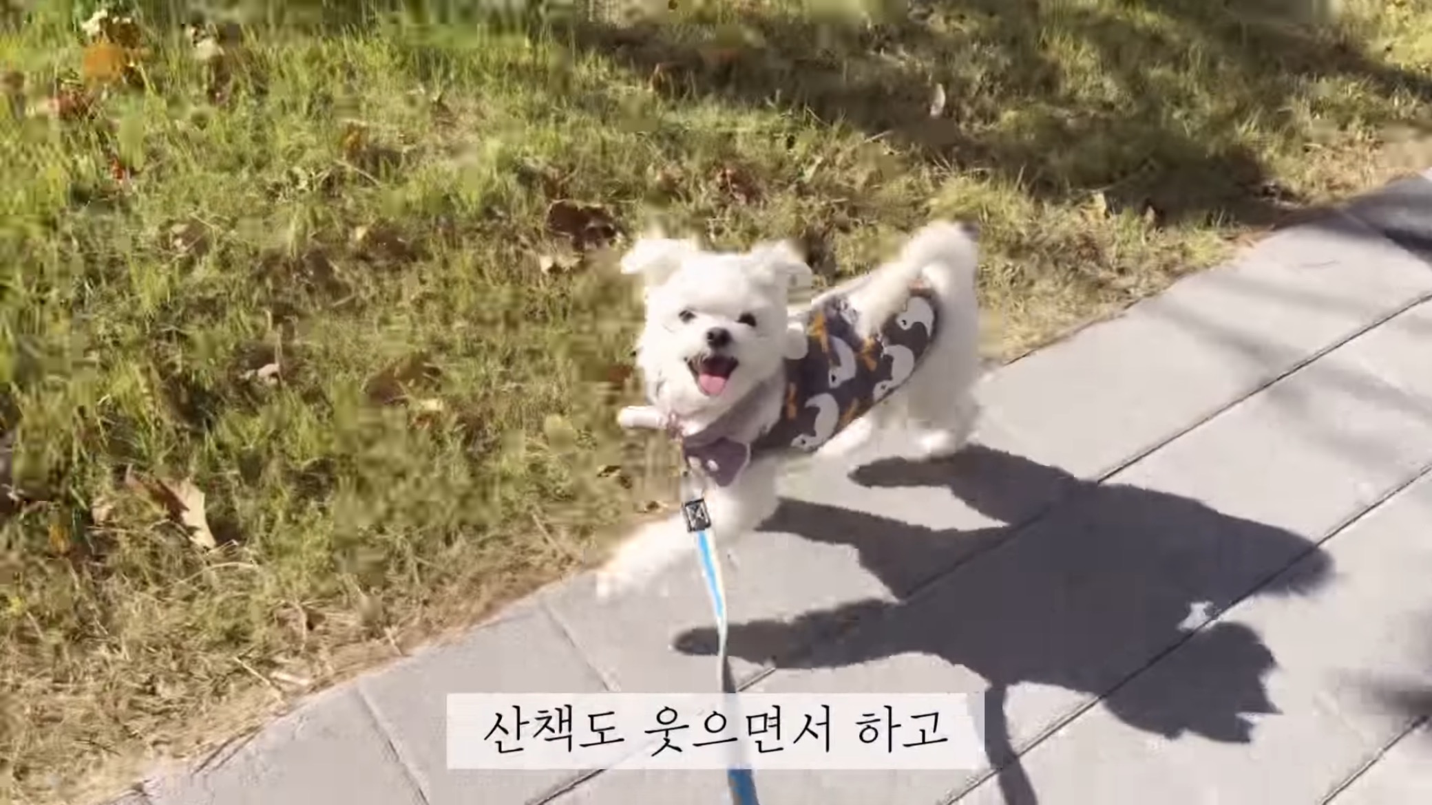 "공고번호 411번" 강아지가 입양되기 전 후 모습.jpgif | 인스티즈