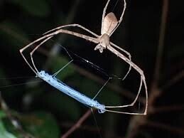 신기한 거미들 | 인스티즈