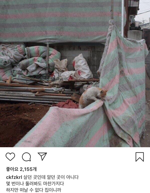 길에서 살아가는 고양이들 모습을 담은 인스타 | 인스티즈