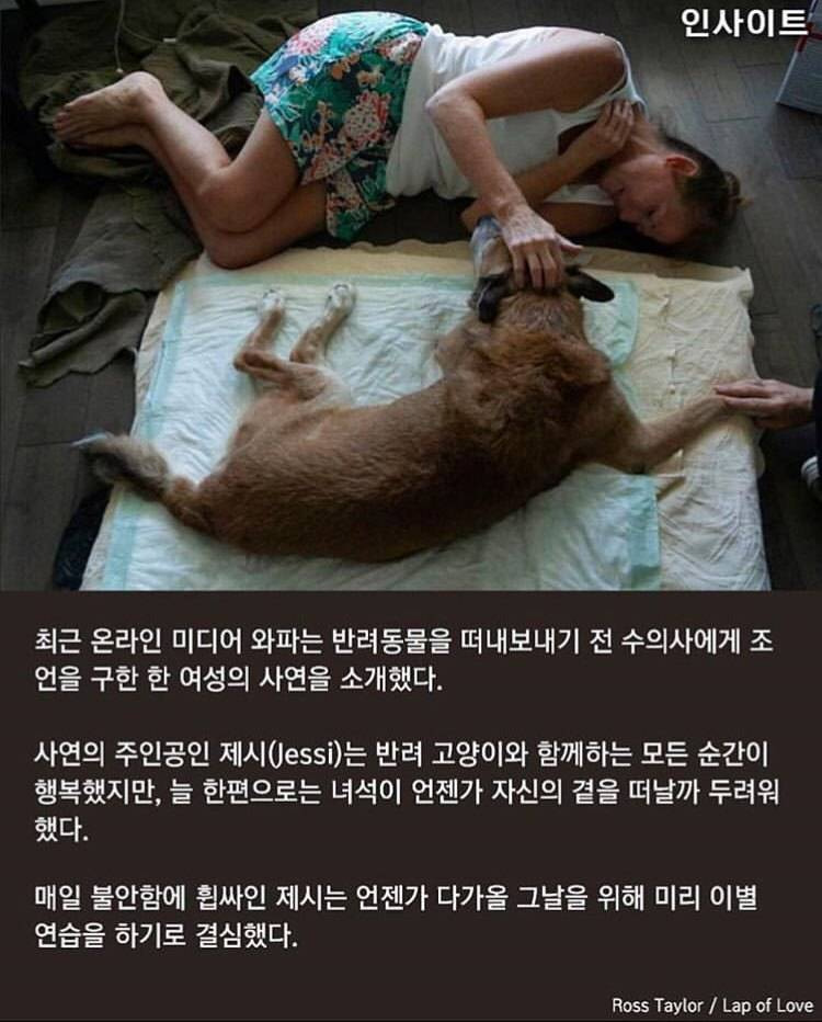 수의사가 말하는, 주인이 '무지개다리' 건너는 반려견 곁에 꼭 붙어있어줘야 하는 이유 | 인스티즈