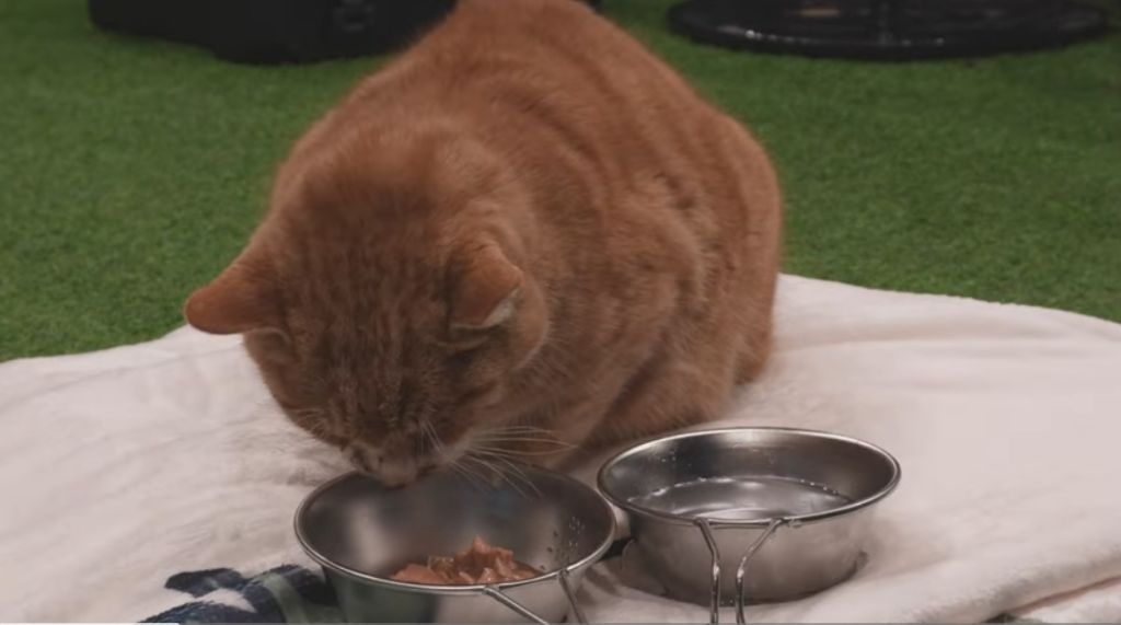 얼어 죽어가는 길냥이 구조한 캠퍼 | 인스티즈