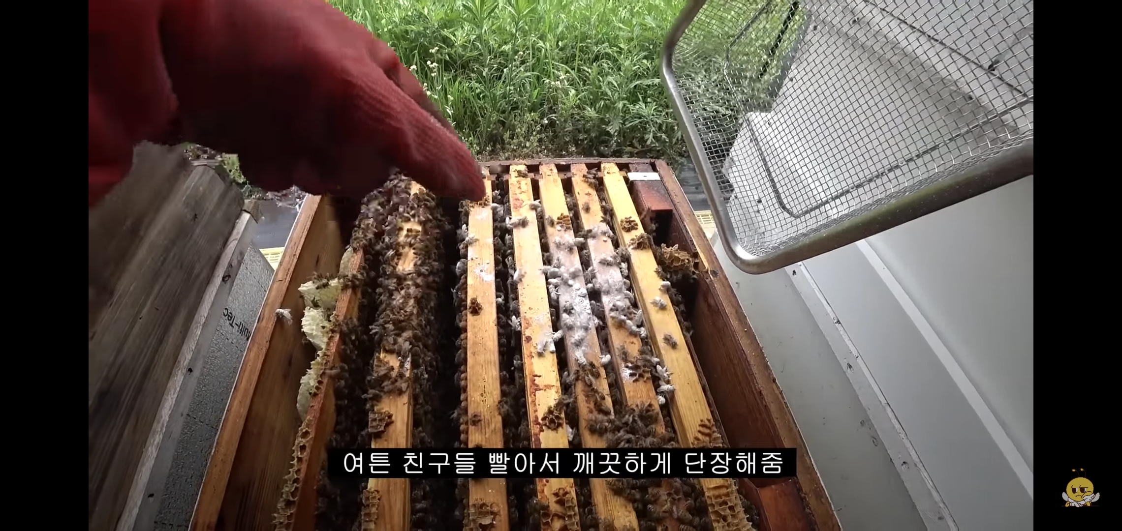 꿀벌들을 설탕에 굴려 설탕 범벅으로 만드는 유튜버.jpg | 인스티즈