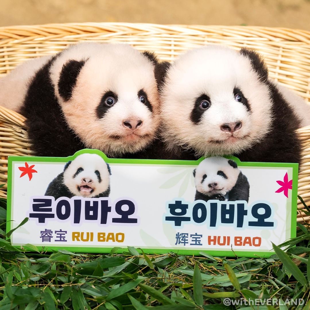 판당판당 이미지