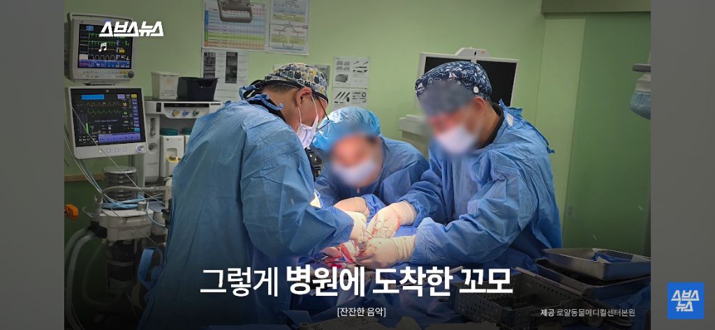 부부싸움 중 2층에서 던져진 강아지 그 뒷 이야기 | 인스티즈