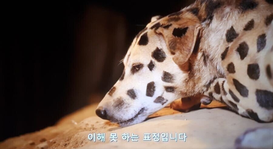 한 아프리카 부족의 댕댕이 지키는 방법.jpg | 인스티즈