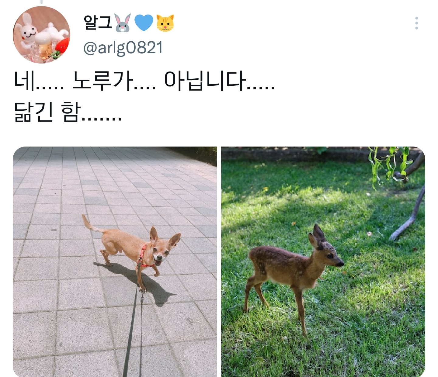 순수하게 동물을 좋아하지만 잘 모르는 사람들.twt | 인스티즈