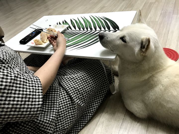 우리집 개 자는거 보실분? | 인스티즈