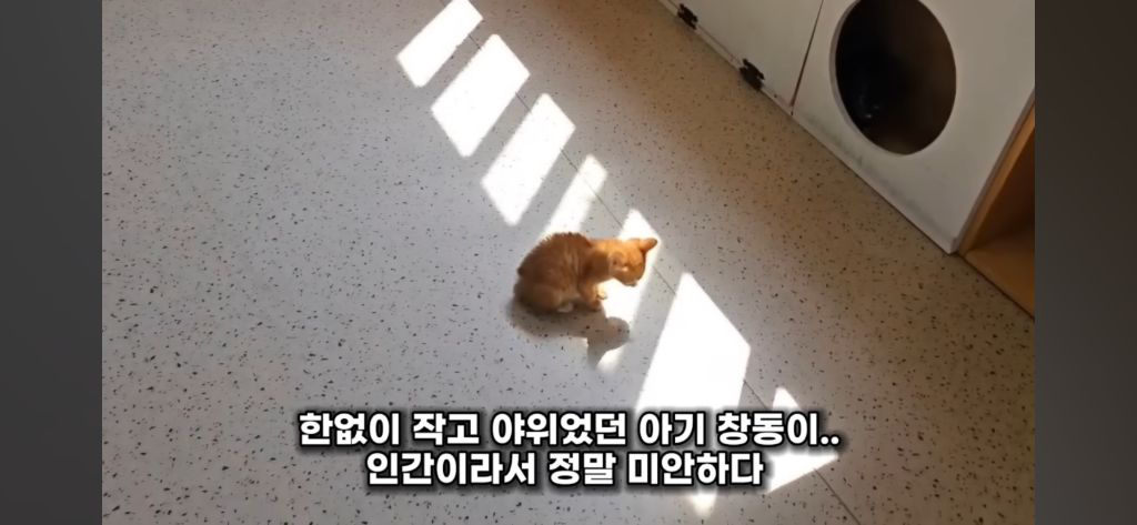 동물 구조(보호소) 경계해야함 / 고양이학교의 처참함 | 인스티즈