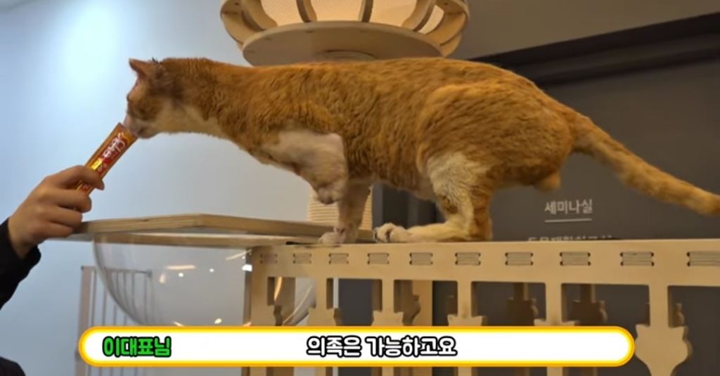 산불로 한쪽다리를 잃은 고양이가 받은 선물 🎁 | 인스티즈