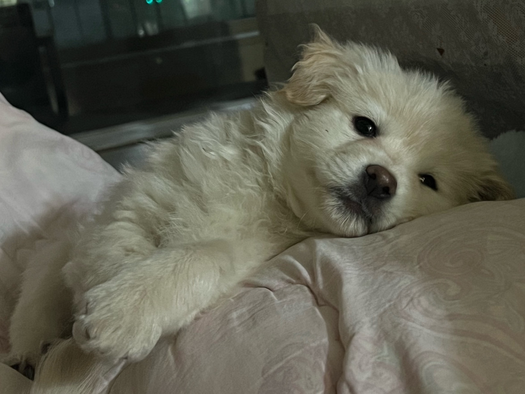 🐶입양홍보🐶 뭐? 순하고 밥잘먹는데 사람좋아하고 예쁘기까지한 강쥐들이 있다고? | 인스티즈