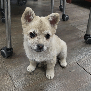(공지라니... ++추가)새로생긴 회사 복지.. 미쳐서 도저히 일을 못하겠네.. (추가....)++추가 | 인스티즈