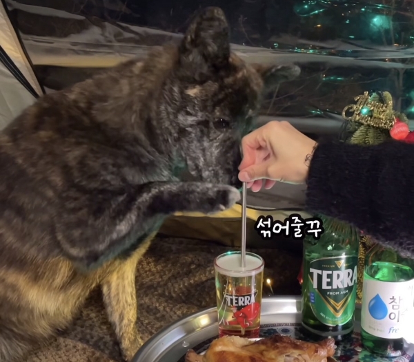 짠 해주는 강아지.gif | 인스티즈