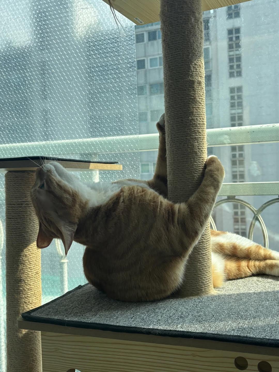 애착 캣타워를 잃었다가 다시 찾은 냥이 | 인스티즈