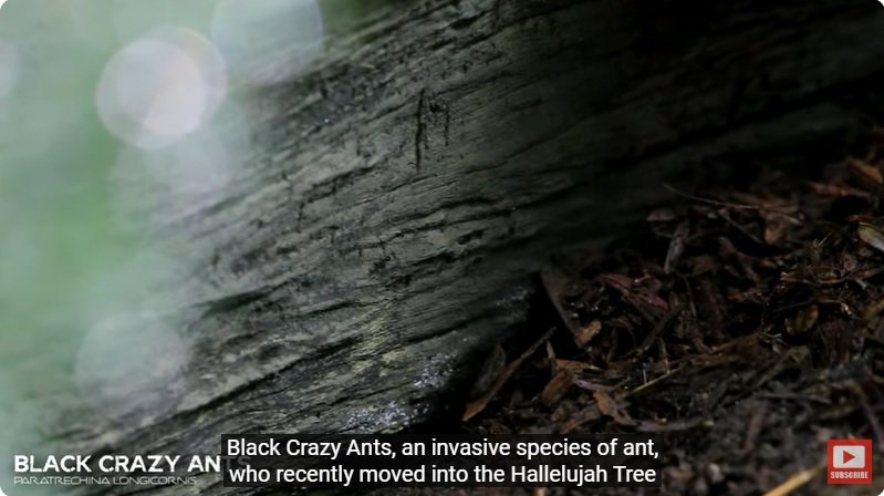 거대한 수조에 열대우림 환경을 조성해놓으면 생기는 일 - 4 | 인스티즈