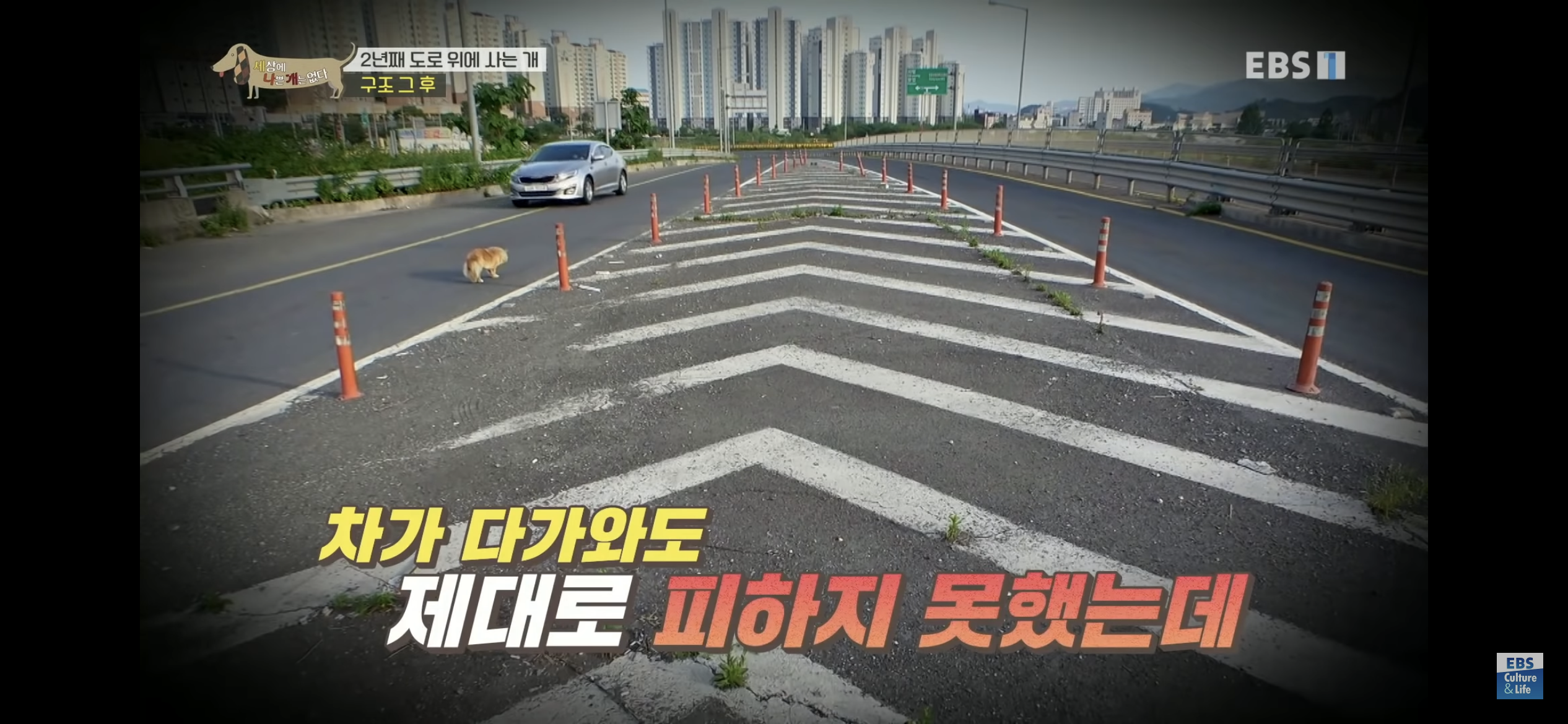 2년동안 도로 위에서 위험하게 생활했던 유기견 마루 | 인스티즈