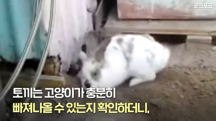 창고밑에 갇힌 고양이를 구하려는 토끼 | 인스티즈